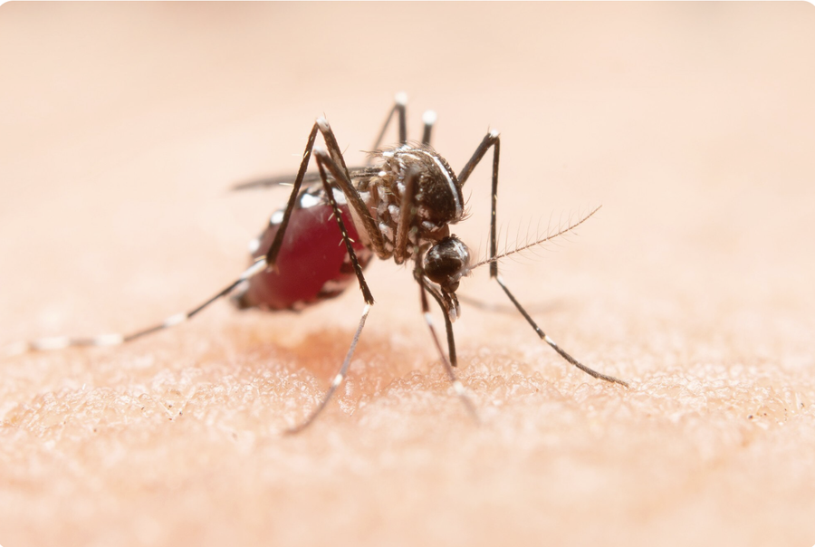 O Que São Zoonoses? Entenda As Características Desse Tipo de Doença